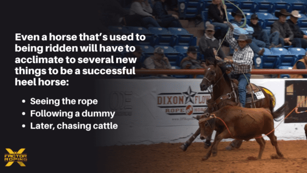 Training Your Heel Horse: The Very First Steps | X Factor Roping