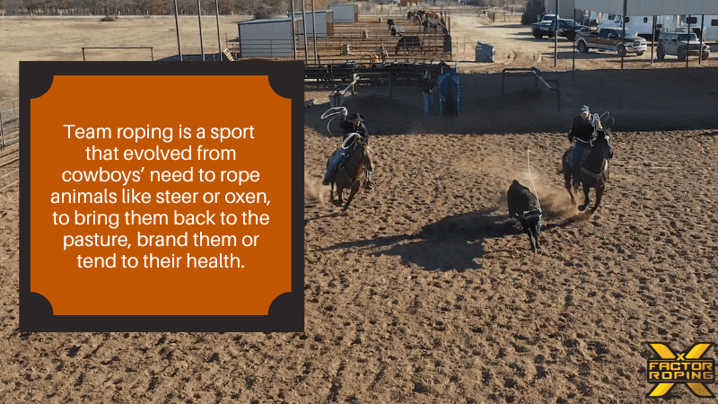 Heeler and header roping a steer, with text from blog post.