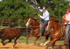 Two men practicing team roping in an open area.