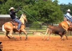 Image of two ropers in cowboy hats, riding horses and roping a steer.